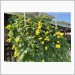 Kitchen garden in this summer.