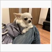 犬は7倍😆