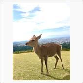 今日は奈良でウォーキング