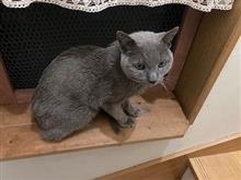 巡り巡ってコロコロの影響なんだけど救済対象にはならんのよね