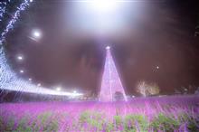 花とイルミの組み合わせは最強ですね。