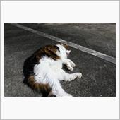 ニコンの「NIKKOR Z  ...