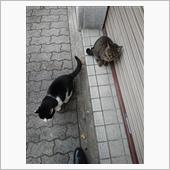 今朝のにゃんこ 21.10. ...