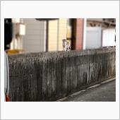 &#39;21　野良猫日記　其の百八 ...