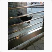 今朝のにゃんこ 21.10. ...