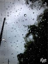 今日は一日中雨降り