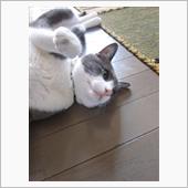 華麗なる記録その47： 大豆 ...