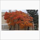 燃ゆる紅葉