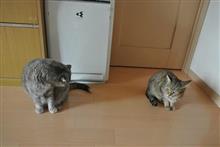 〔ネコ〕今週のマヤレミ(123)