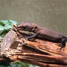 カナヘビ通信🦎+🐸+📖