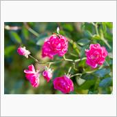 Rose Garden