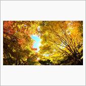 紅葉パトロール４・・・箕輪ダ ...