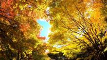 紅葉パトロール4・・・箕輪ダム「もみじ湖」(≧◇≦) 紅葉パトロール4・・・箕輪ダム「もみじ湖」(≧◇≦)