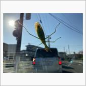 カマキリ襲来