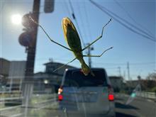 カマキリ襲来