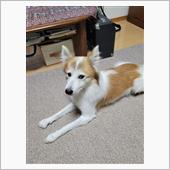 犬とのお散歩