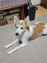 犬とのお散歩