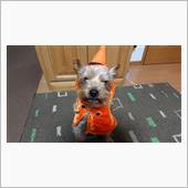 お約束？のハロウィン🎃
