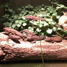 カナヘビ通信🦎+🚲+本+🐍+α カナヘビ通信🦎+🚲+本+🐍+α