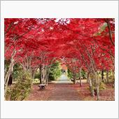紅葉を楽しむ