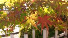 嵐山の紅葉2021年11月3日