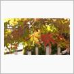 嵐山の紅葉2021年11月3日