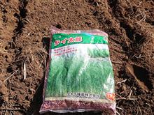 緑肥 ライ麦の種蒔き 緑肥 ライ麦の種蒔き