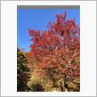 2021年の紅葉は･･･