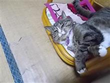 今日は、ガルフストリーム