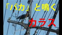 遂にとらえたぞ！「バカ」とはっきりと鳴く「カラス」