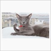 2021年10月の猫神様の日 ...