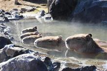 デブ組が行く!温泉とグルメツァー デブ組が行く!温泉とグルメツァー
