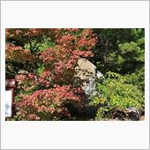 2021年の紅葉・前哨戦 ( ...