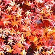 五家荘紅葉祭 五家荘紅葉祭