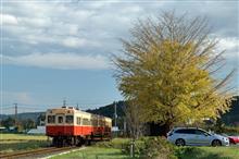 小湊鐵道　上総久保駅の銀杏の木（二週間ぶり）
