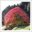 平野の大紅葉