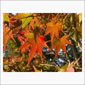 嵐山の紅葉2021年11月1 ...