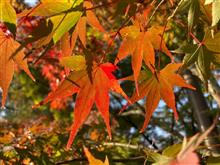 嵐山の紅葉2021年11月15日