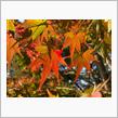 嵐山の紅葉2021年11月15日