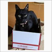 愛猫が天国にいきました