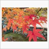 嵐山の紅葉2021年11月2 ...