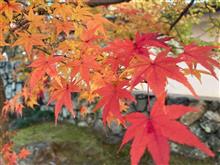 嵐山の紅葉2021年11月21日 