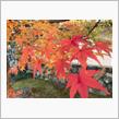 嵐山の紅葉2021年11月21日 