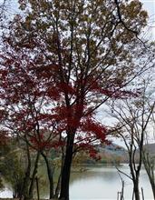 紅葉を探して(^^) 紅葉を探して(^^)