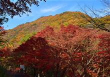 紅葉狩り(永源寺界わい) 付録(識廬ノ滝)