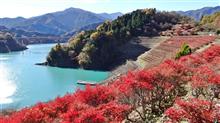 【紅葉見頃情報】 宮ケ瀬湖(あいかわ公園・鳥居原園地)、津久井湖