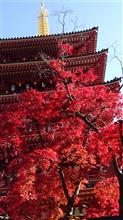 【紅葉見頃情報】 高幡不動尊・京王百草園