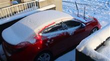 雪が降ったというのに