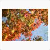 紅葉狩り(白鳥庭園散策）
