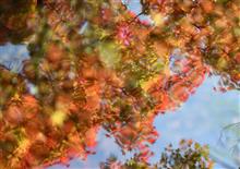 紅葉狩り(白鳥庭園散策）